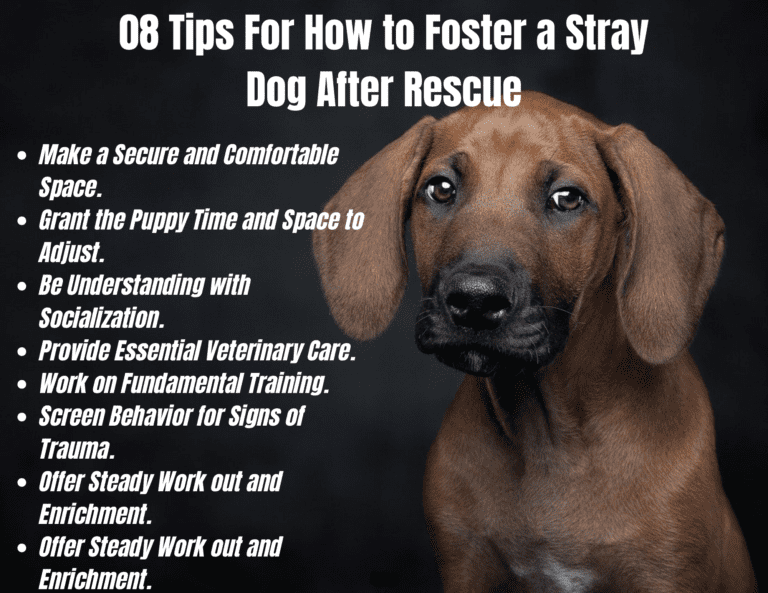 Top 08 Tips For How to Foster a Stray Dog After Rescue