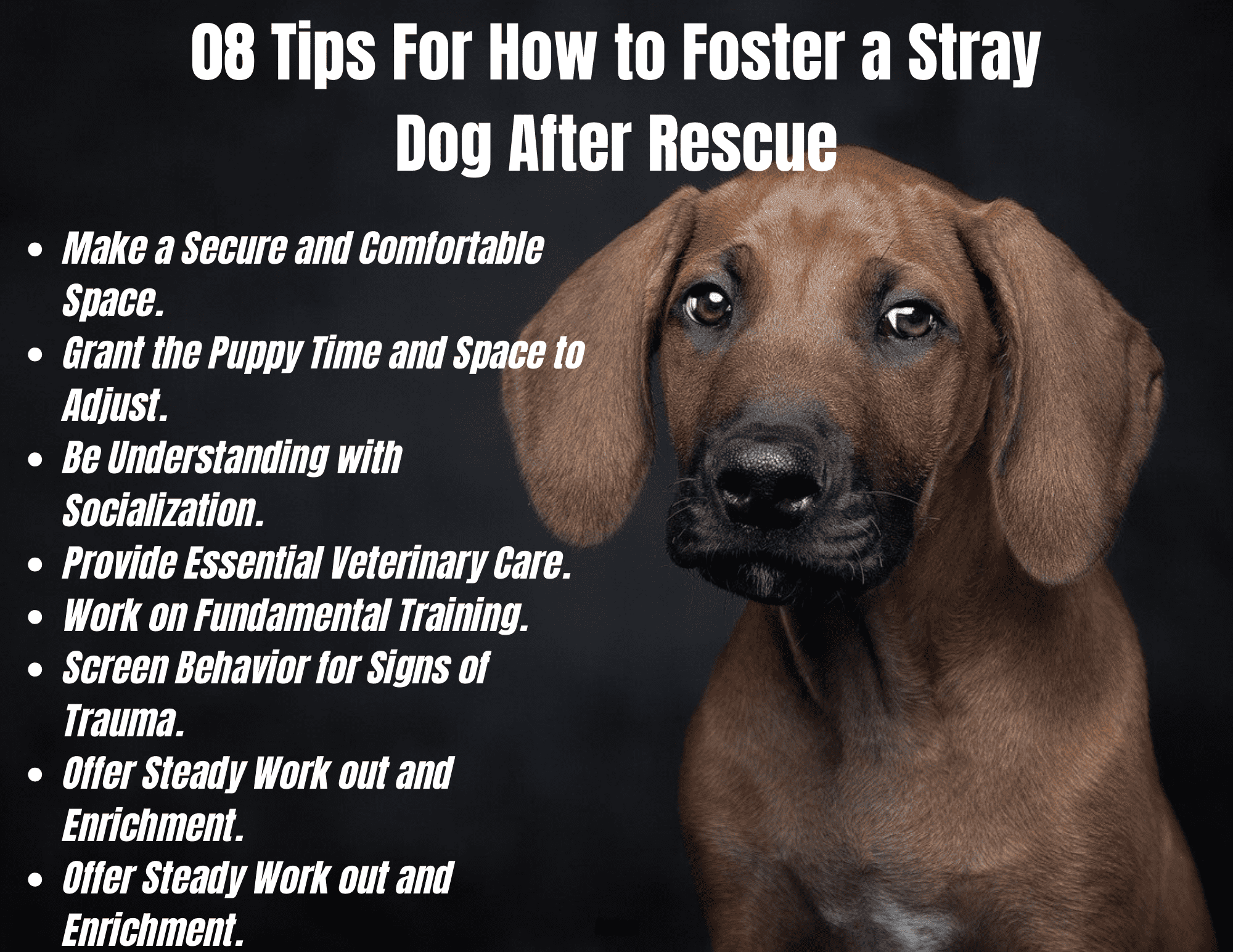 Top 08 Tips For How to Foster a Stray Dog After Rescue