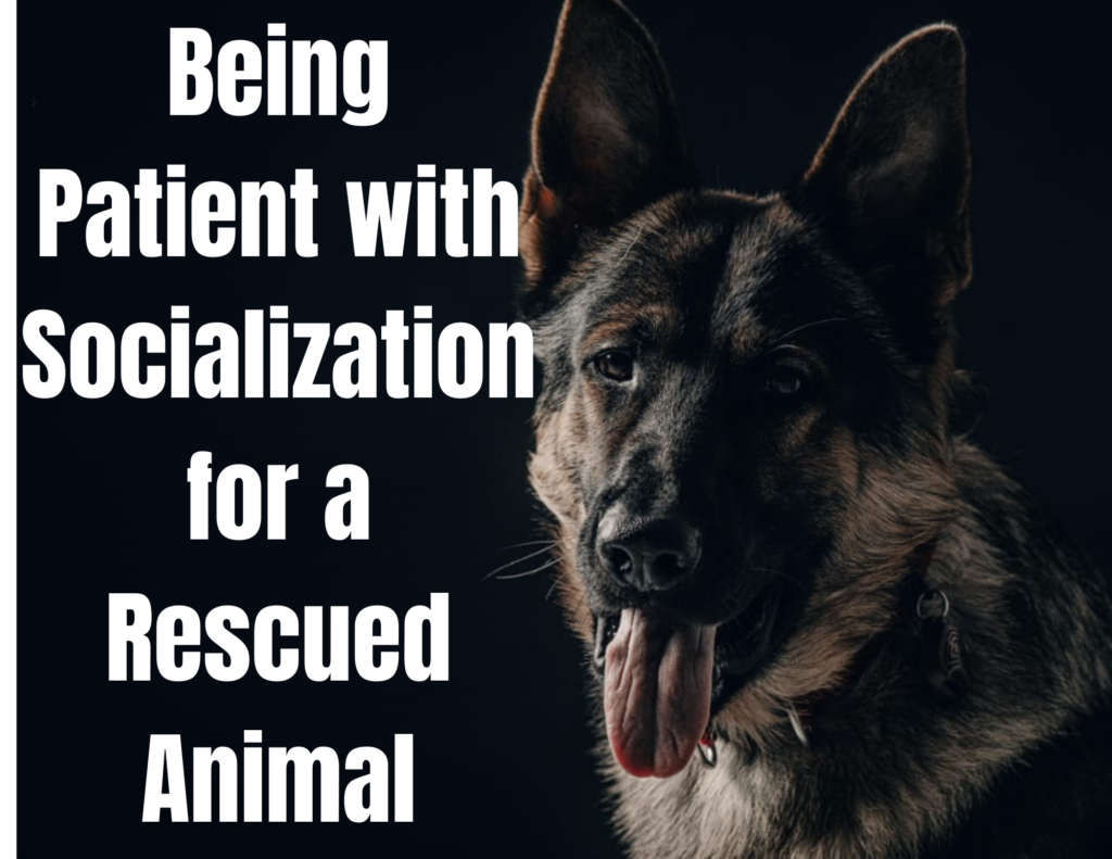 Socialization for a Rescued Animal