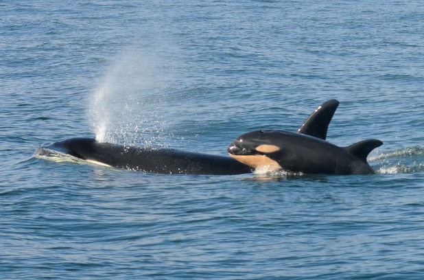 Heartwarming Resilience: Orca Mother Tahlequah Welcomes New Calf Amid Concerns