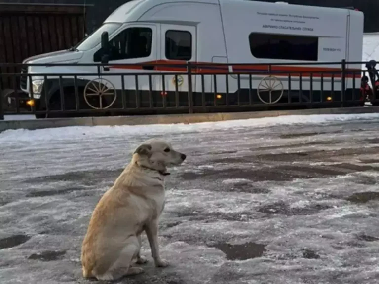 Belka, The Loyal Dog Who Waited for Her Owner