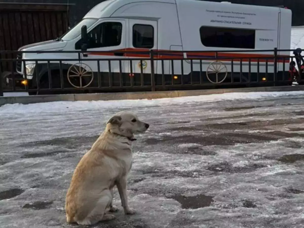 Belka: The Loyal Dog Who Waited for Her Owner For 04 Days