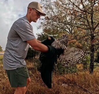 Owl was stuck in the barbed wire for 6 to 10 hours. A Tale of Courage and Compassion