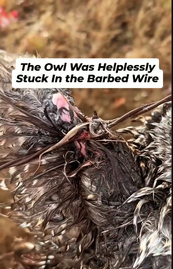 Mike removed the owl from the barbed wire