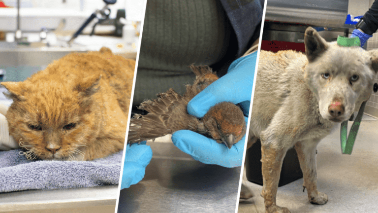 Pasadena Humane Society, Petnarianpets