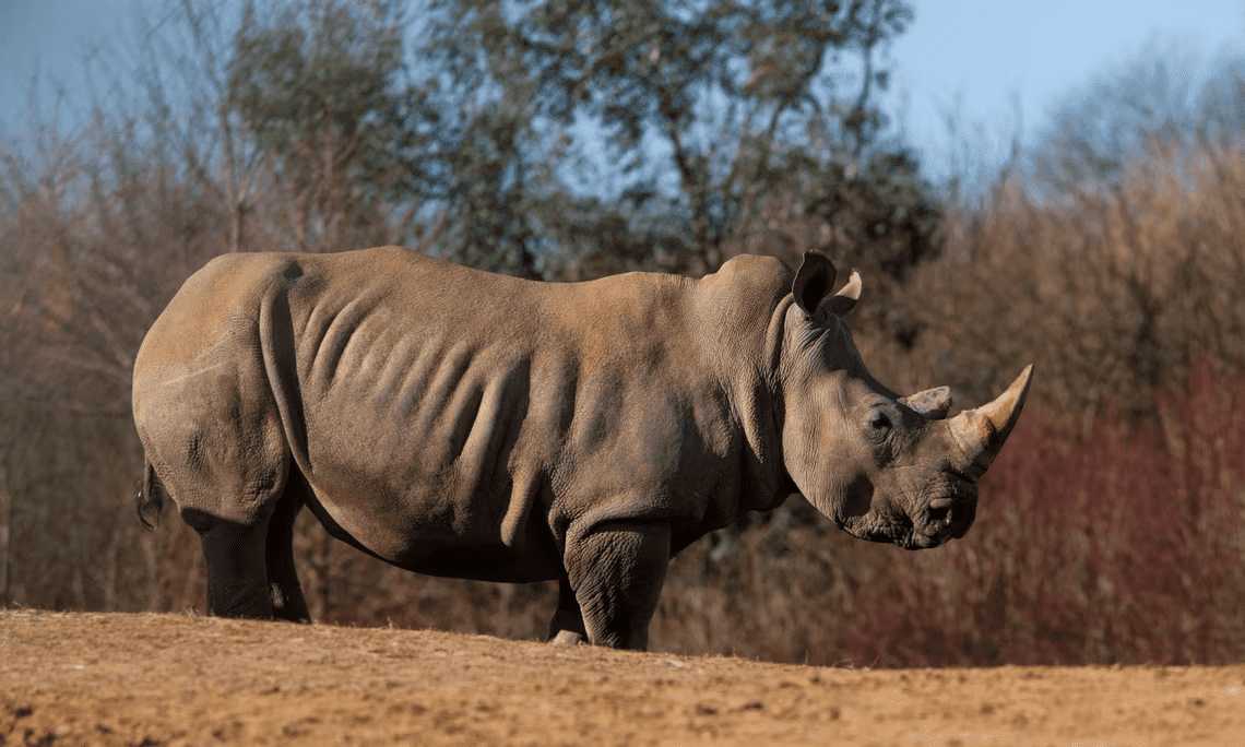 colchester zoo, zebra, rhino, PetnarianPets