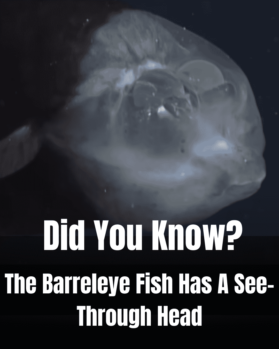 Barreleye Fish Fact