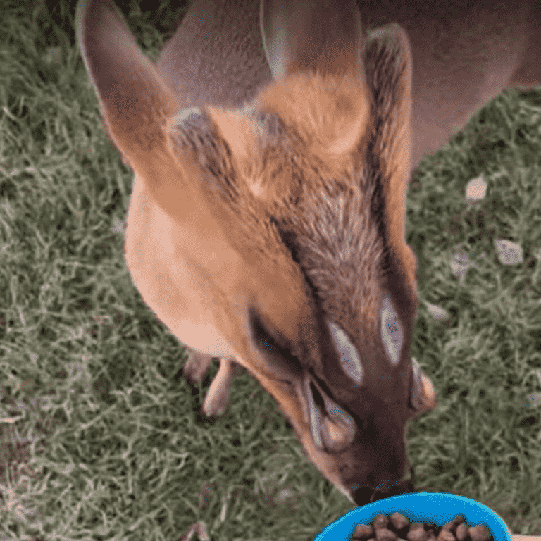Muntjac deer, muntjac deer glands