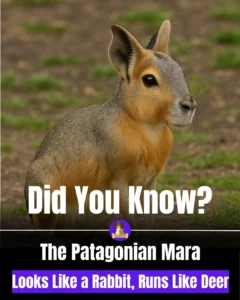 06fa00cb-1155-4391-9384-3f1ad4a7d094