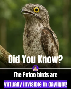 08ce4493-3ded-4499-afce-a7be8c72eff5