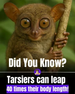 15e6ece1-0850-4ed6-909d-fd039173bb4d