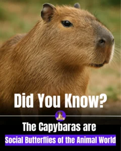 c2d881bf-6a8b-4b3c-8db4-619c6836b999