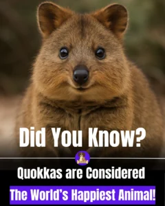 ea449142-04f6-449a-895e-af8317f61108