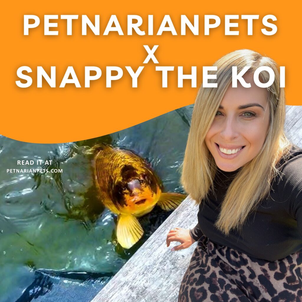 Snappy The Koi Snappy the ko videos, Snappy the koi x petnarianpets