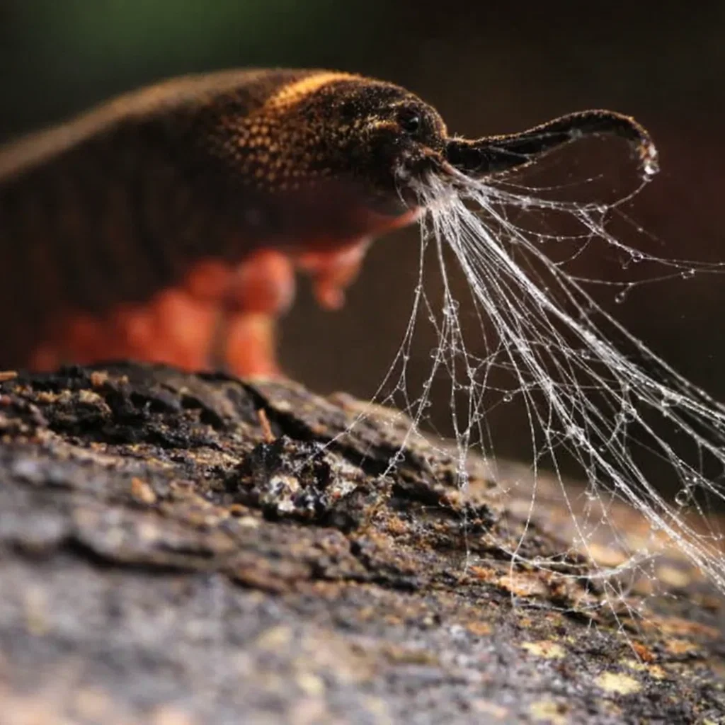 Tiputini Velvet Worm