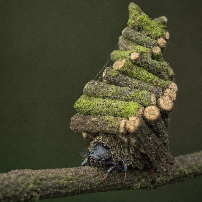 Bagworm Moth, Bagworm moth facts, Psychidae family, Bagworm life cycle, Camouflaged moth larvae, Bagworm identification, petnarianpets