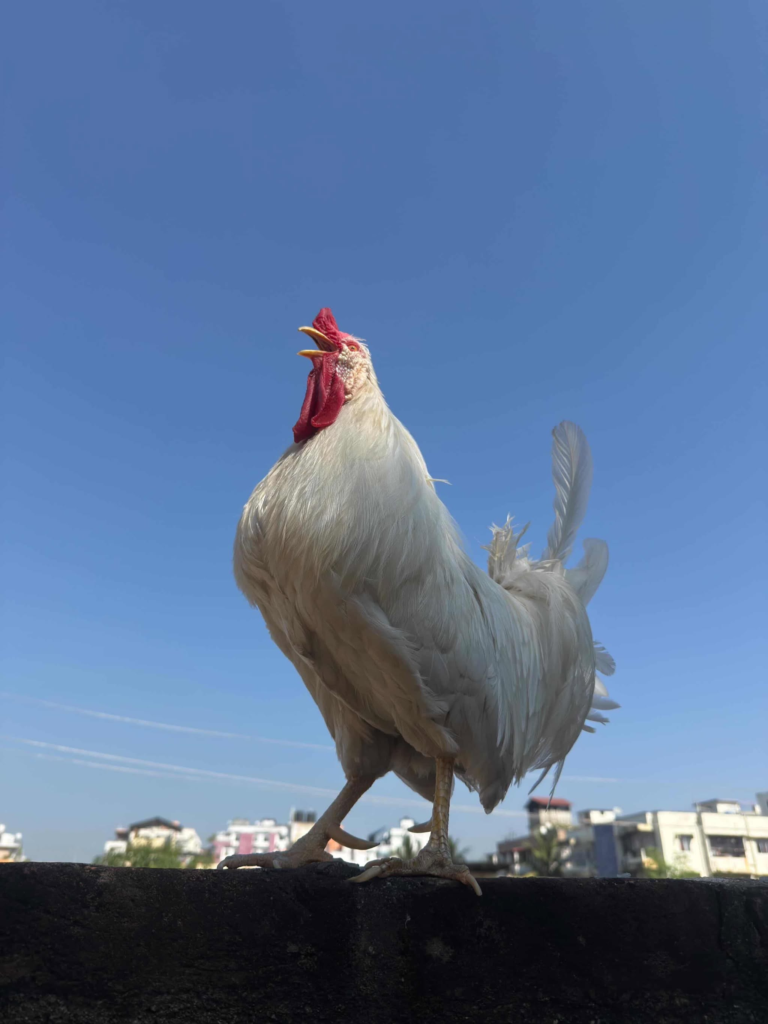 Mousumi, PetNarianPets x Mousumi